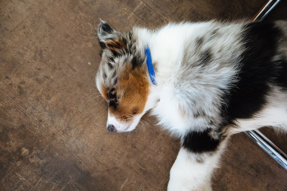 Picture of 10 Separation Anxiety Solutions To Calm Your New Puppy | ADAPTIL